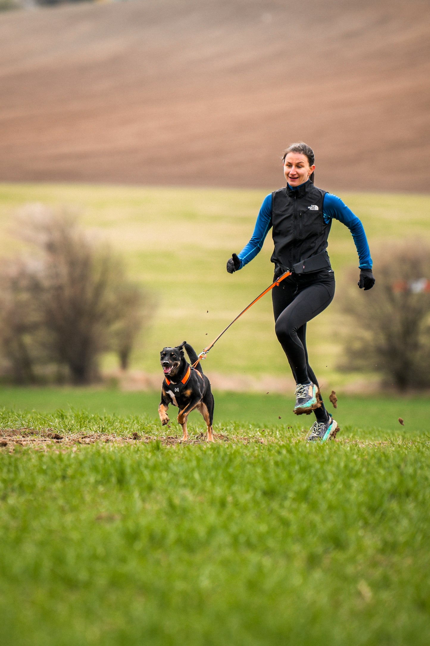 Non-stop dogwear - Rush belt