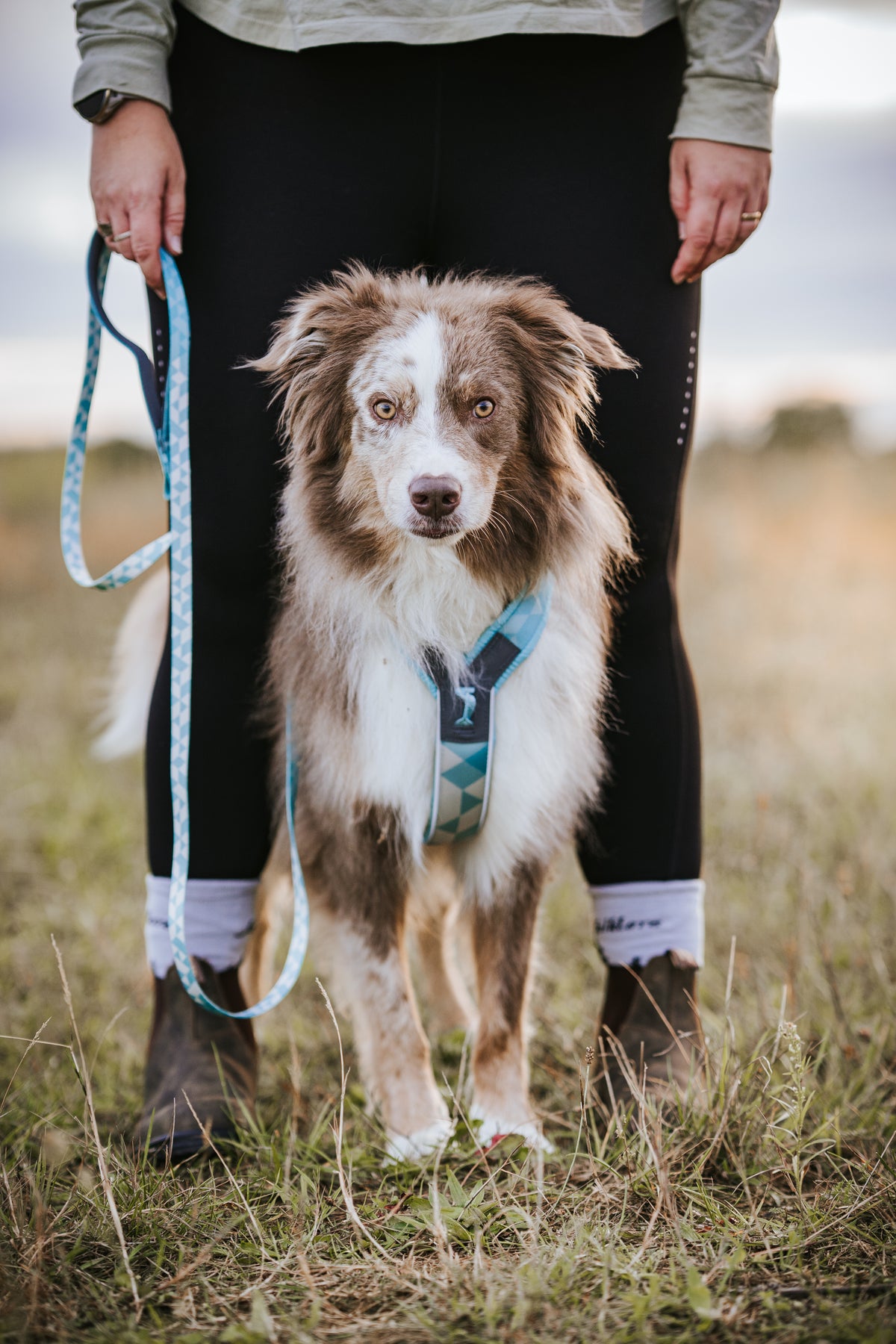 Non-stop Dogwear - Pettorina Line harness CLIP'N™