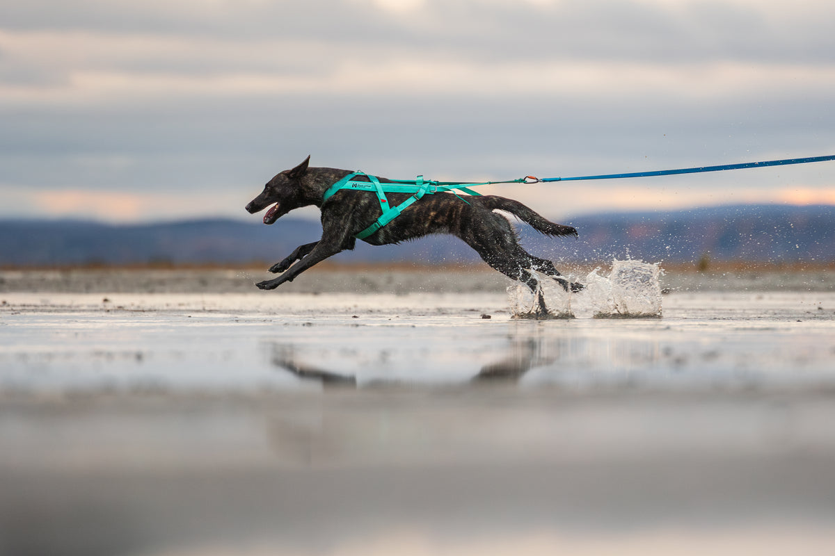 Non-stop Dogwear - Freemotion Harness 5.0