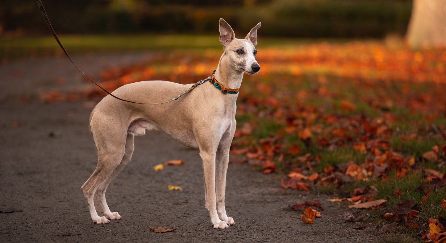 Non-stop Dogwear - Trail quest collar Rachel Pohl edition