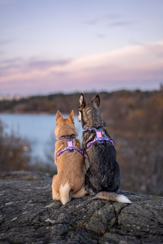 Non-stop Dogwear - Pettorina Line harness 5.0 Rachel Pohl edition