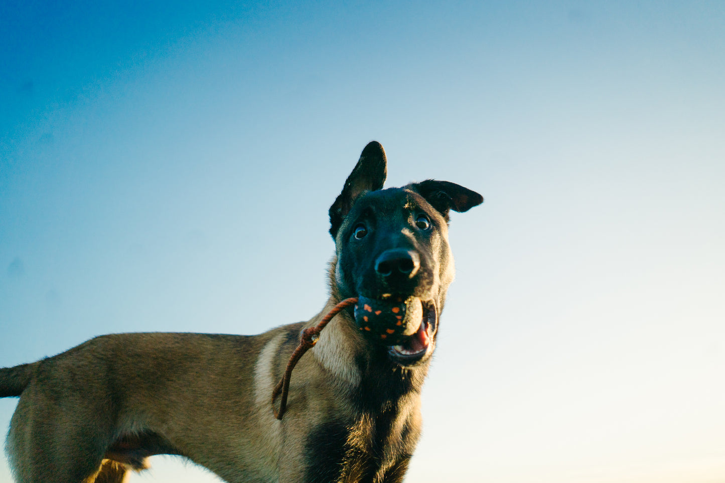 Non-stop Dogwear - Palla con corda