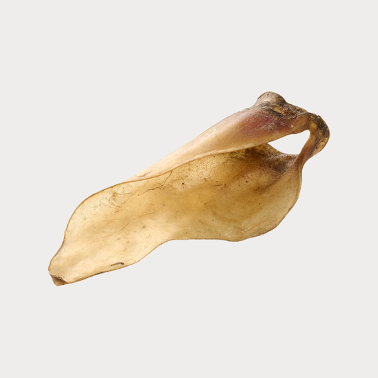 Orecchie di Manzo