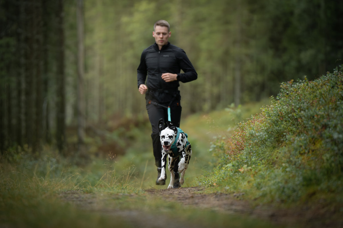 Non-stop dogwear - CaniX belt 3.0