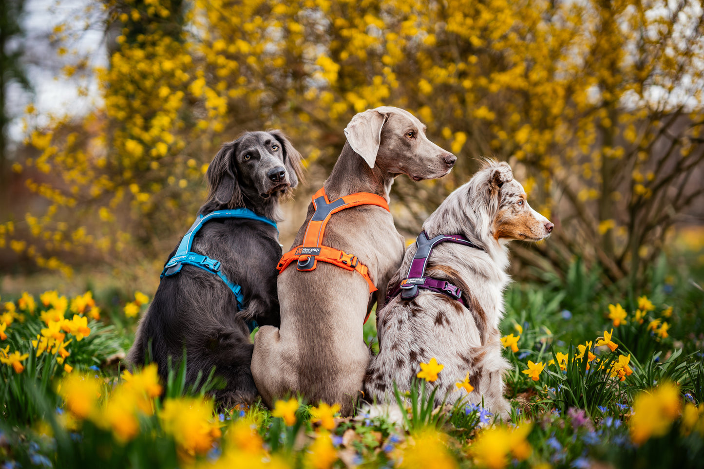 Non-stop Dogwear - Pettorina Line harness 5.0