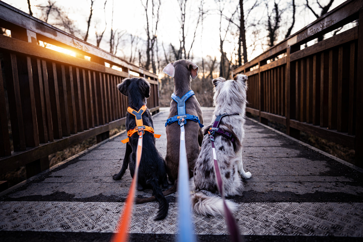 Non-stop Dogwear - Guinzaglio Move leash
