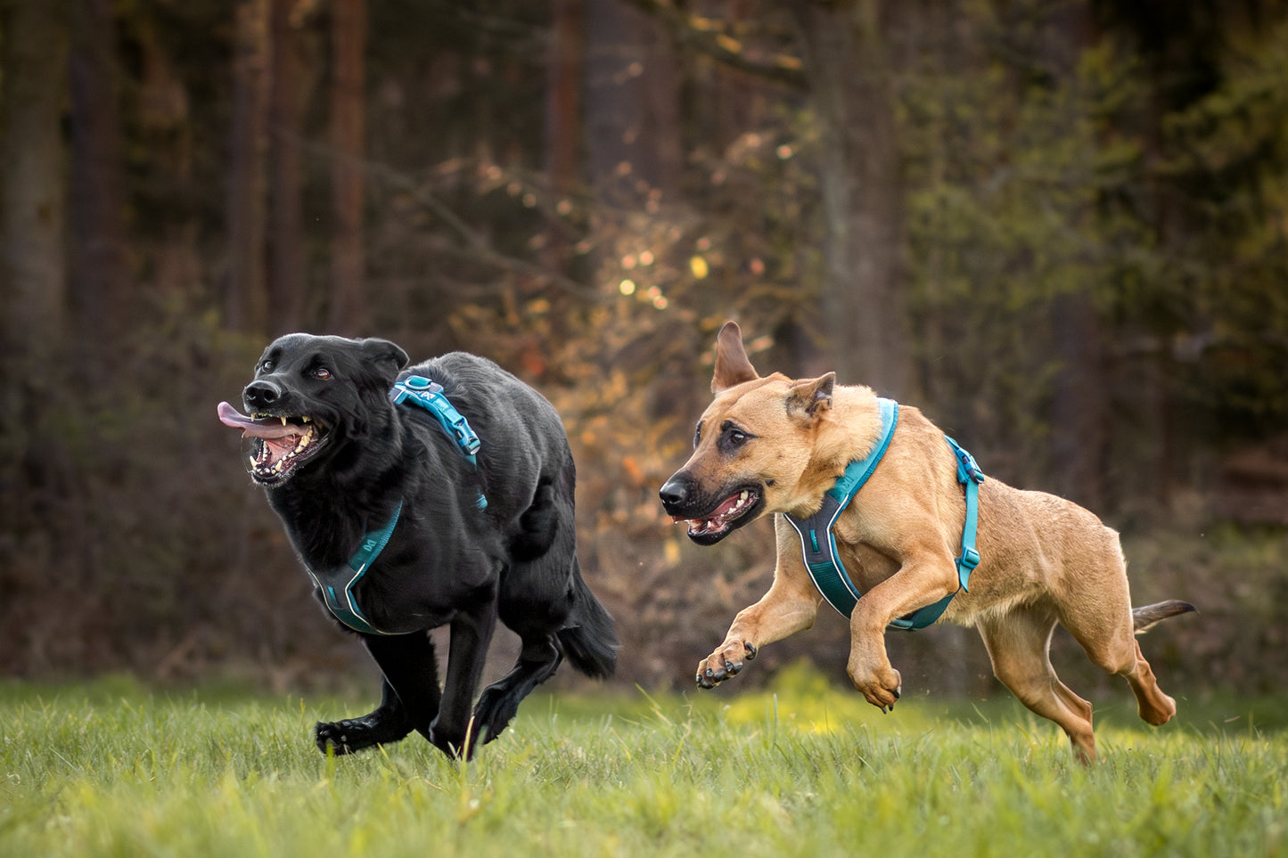 Non-stop Dogwear - Pettorina Line harness 5.0