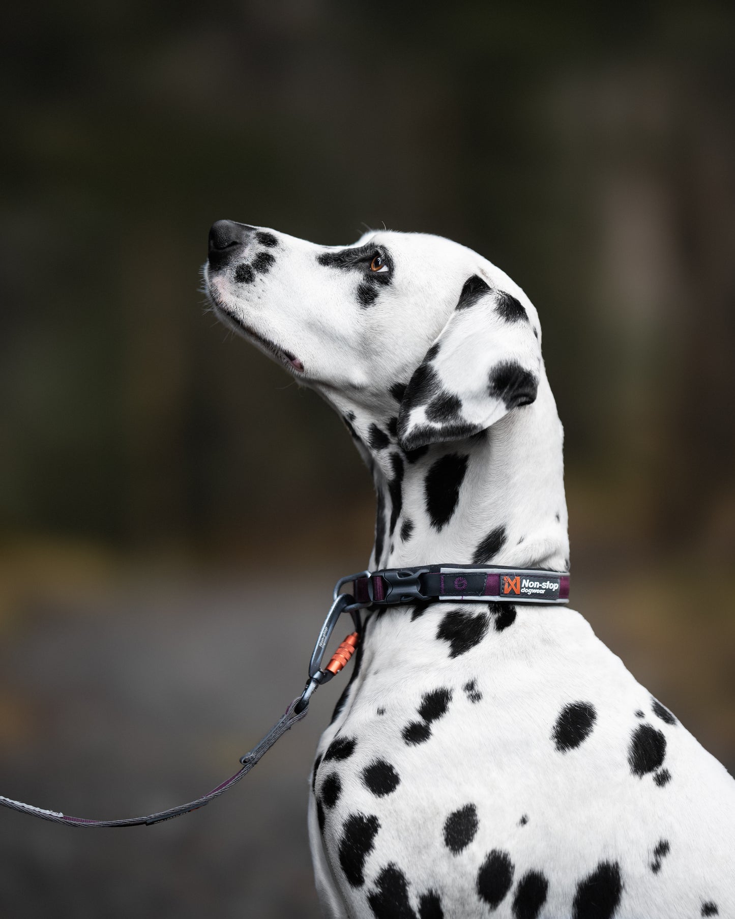 Non-stop Dogwear - Roam Collar