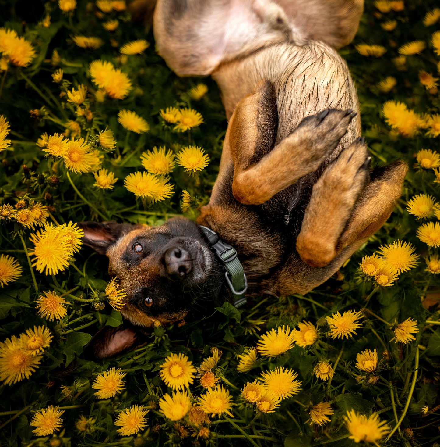 Non-stop Dogwear - Roam Collar