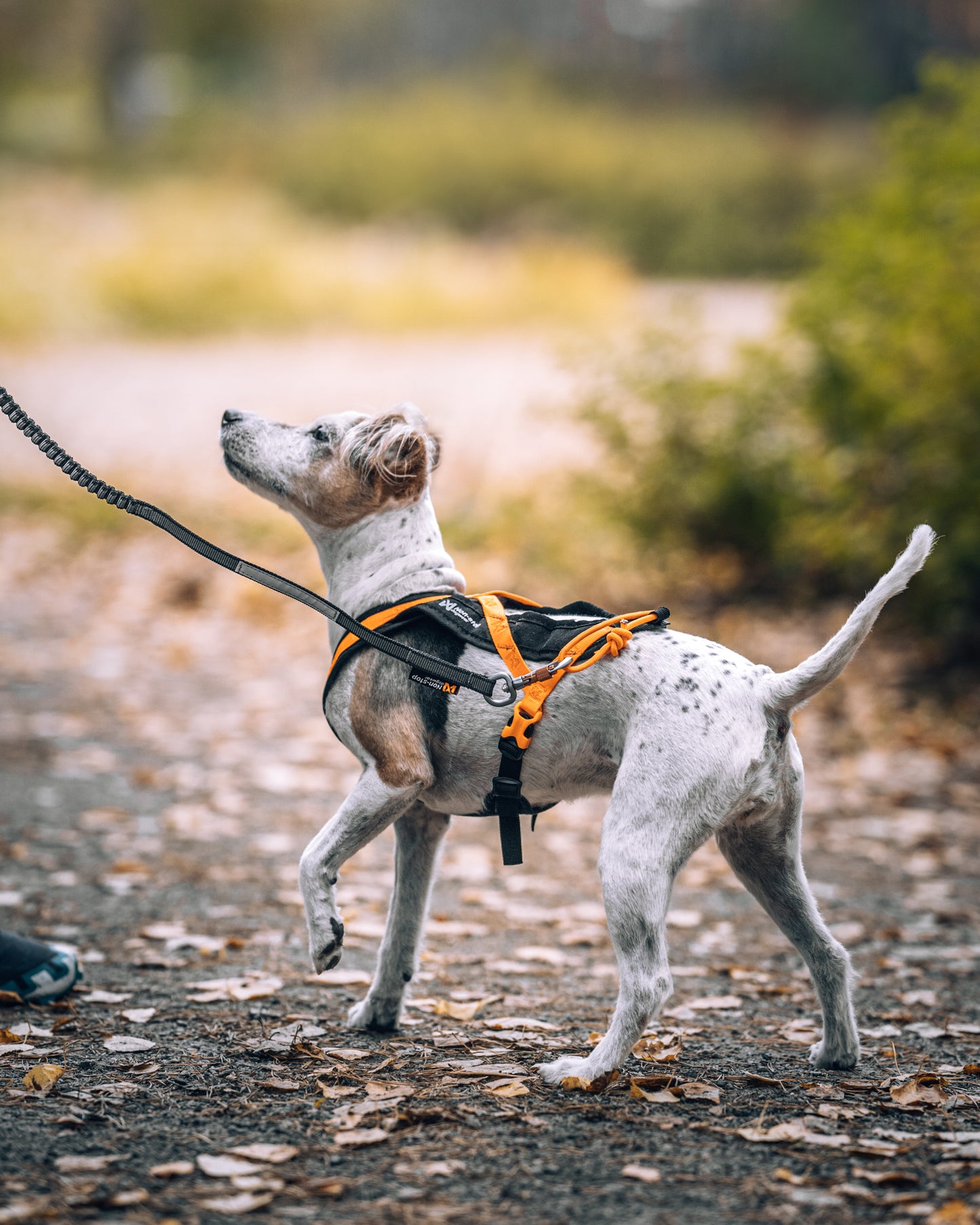 Non-stop Dogwear - Guinzaglio Touring Bungee