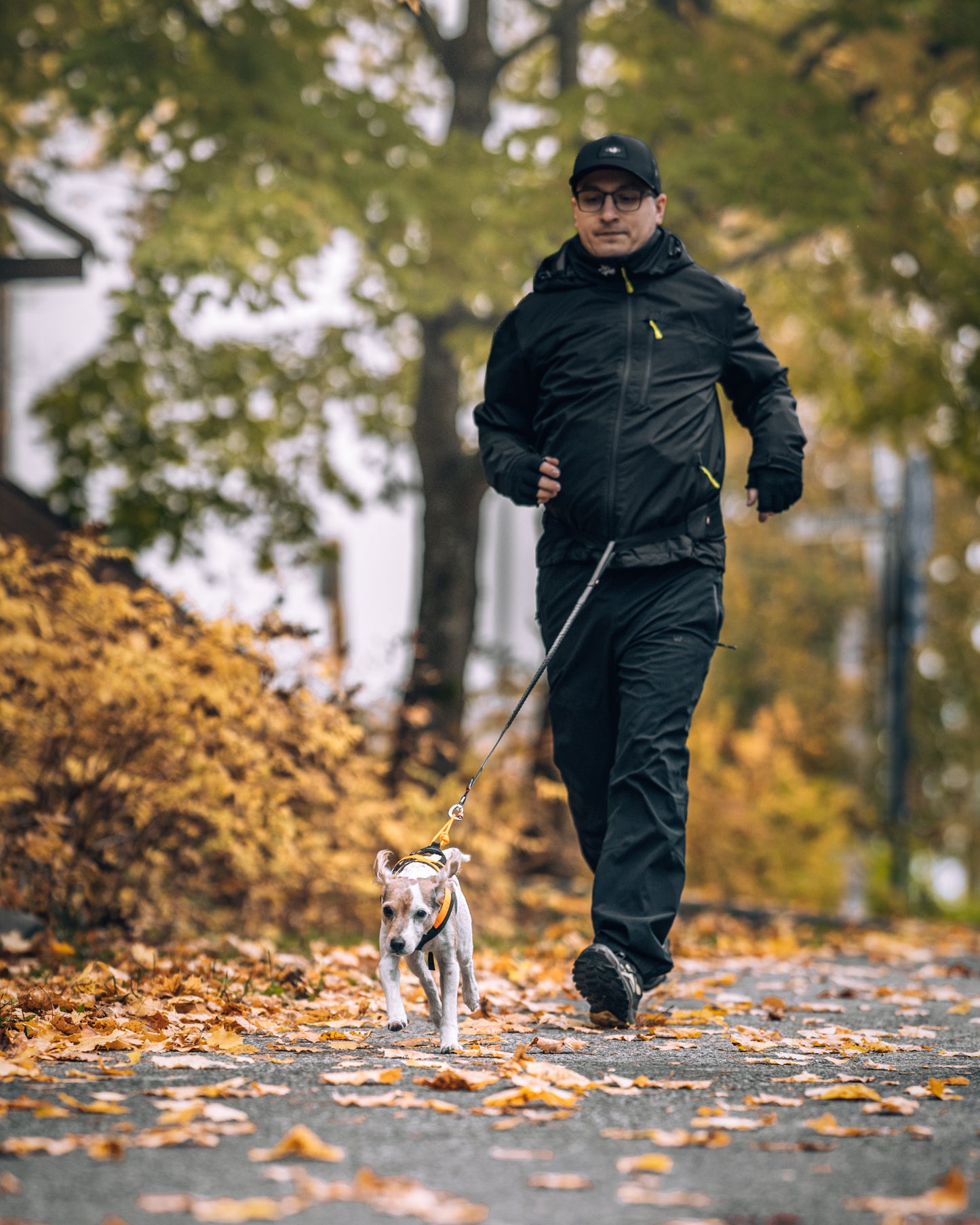 Non-stop dogwear - Rush belt