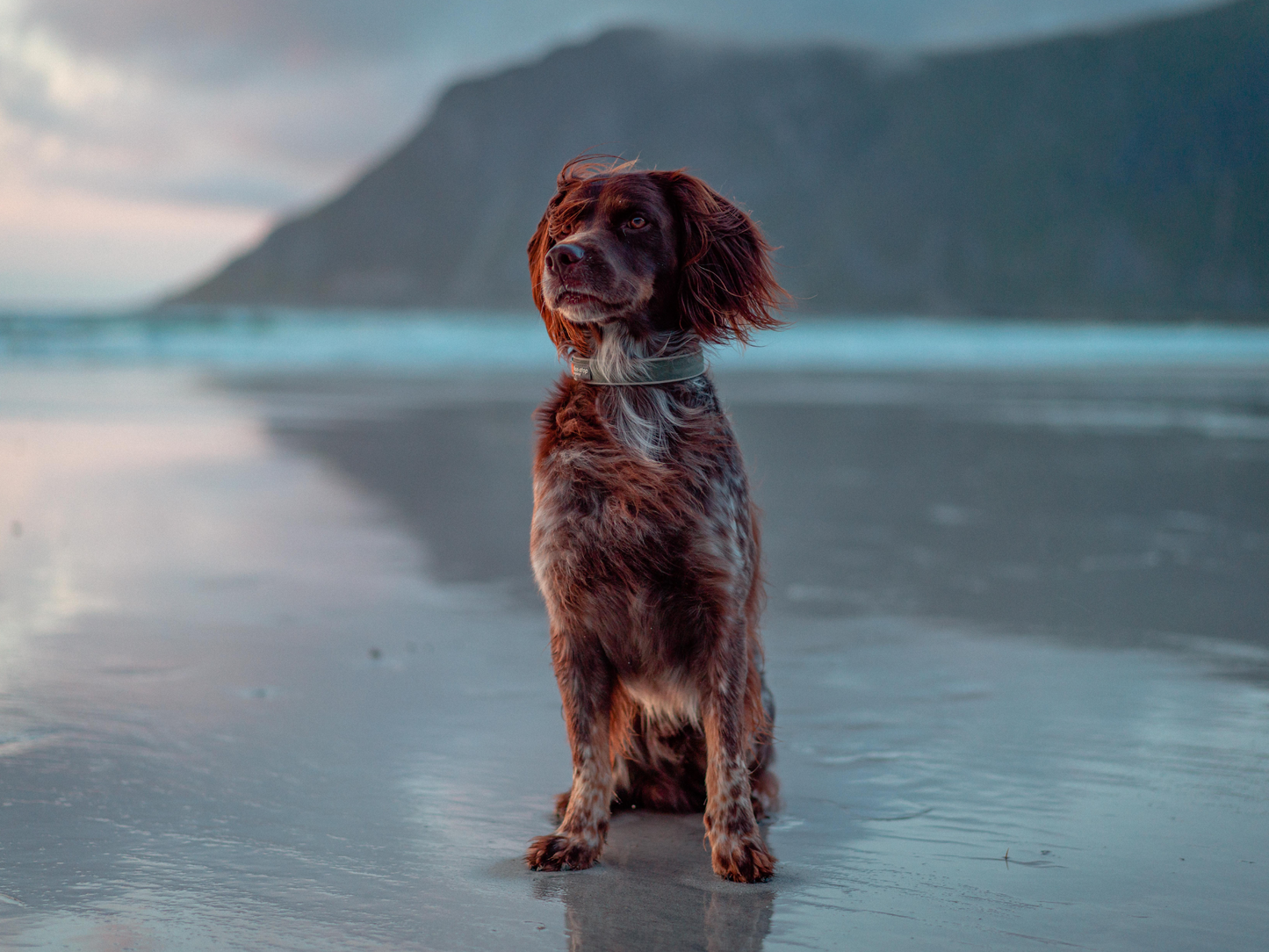Non-stop Dogwear - Roam Collar