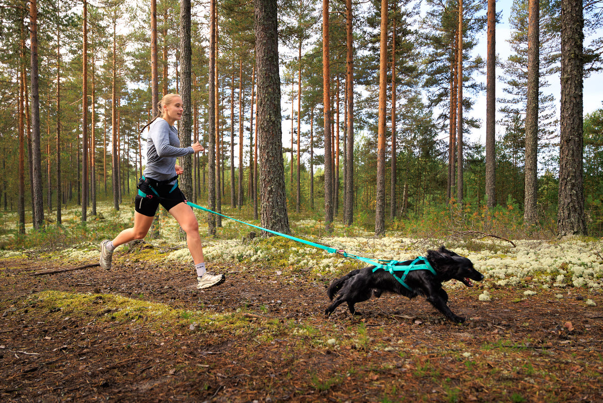 Non-stop Dogwear - Freemotion Harness 5.0