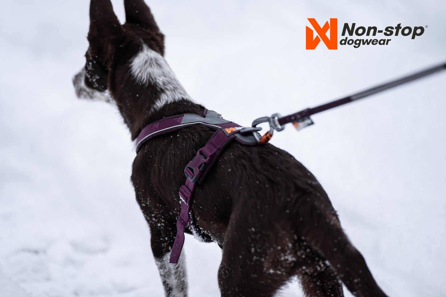 Non-stop Dogwear - Pettorina Line harness 5.0